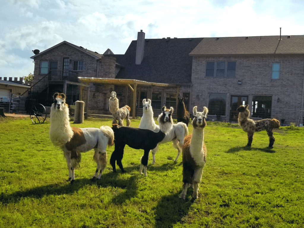 Llama Adventures at ShangriLLama